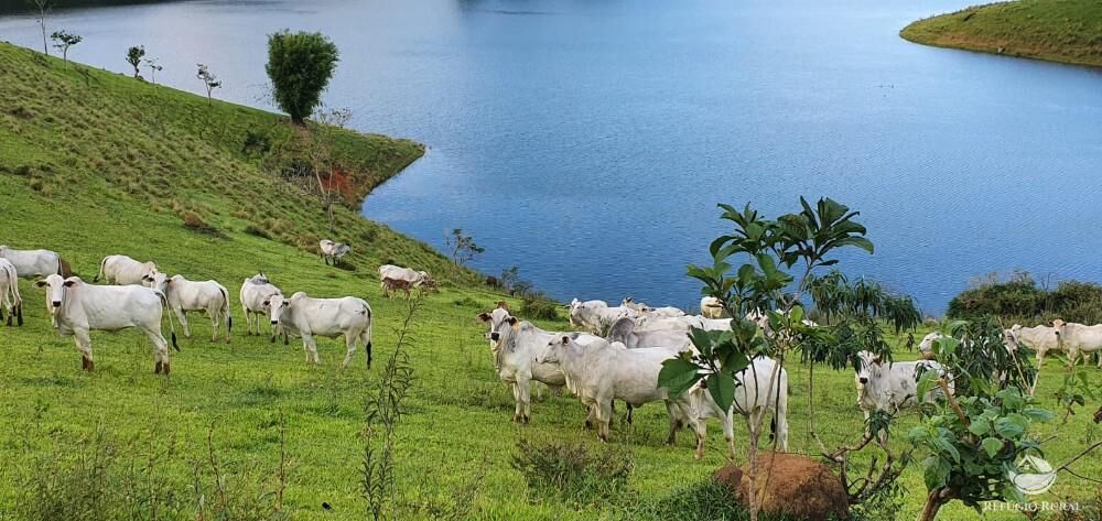 Fazenda, 338 hectares - Foto 15