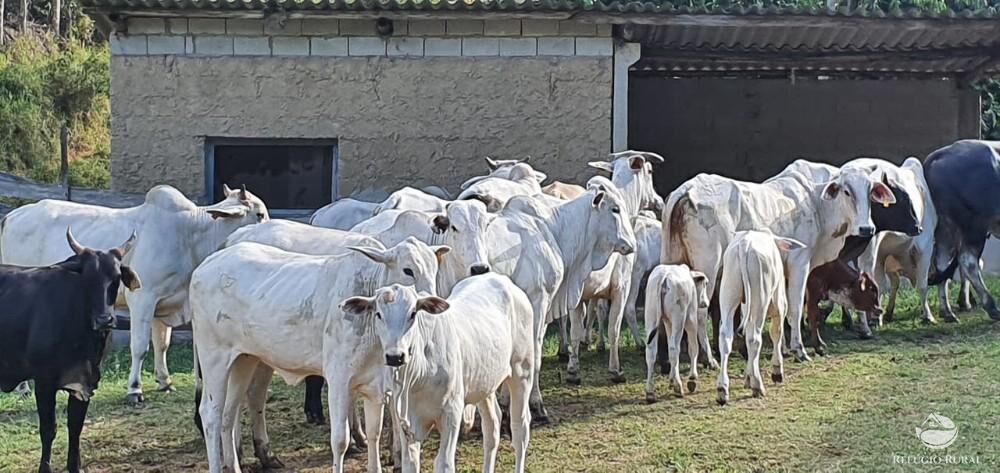 Fazenda, 338 hectares - Foto 17