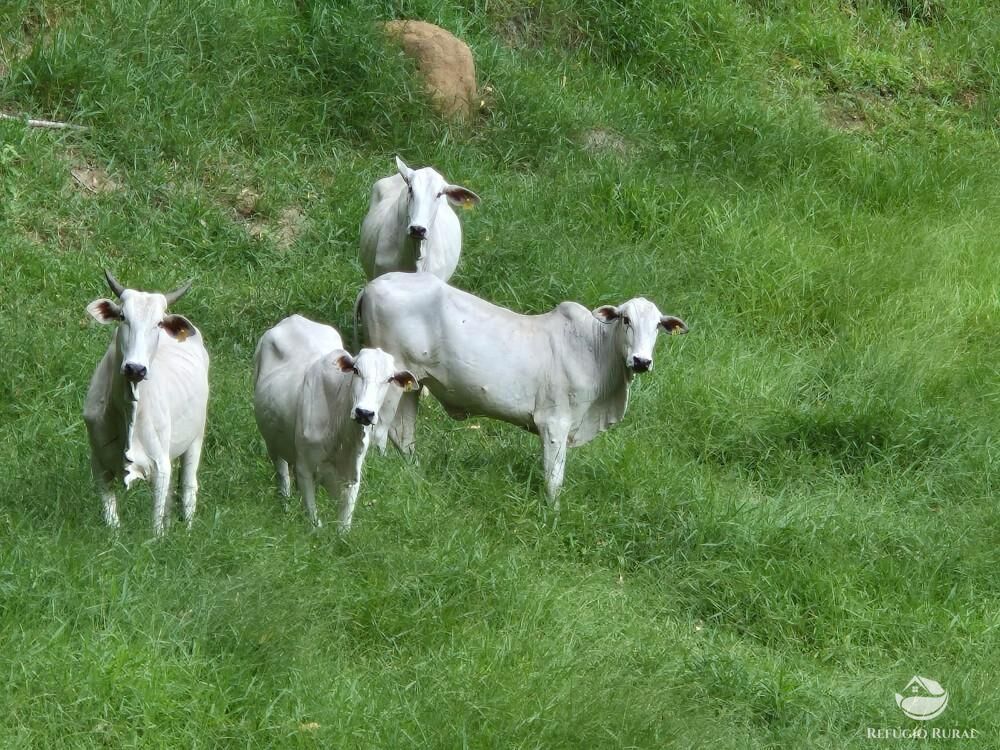 Fazenda, 338 hectares - Foto 7