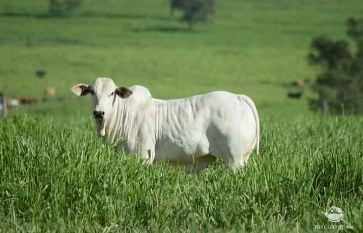 Fazenda à venda com 35 quartos, 26620000m² - Foto 20