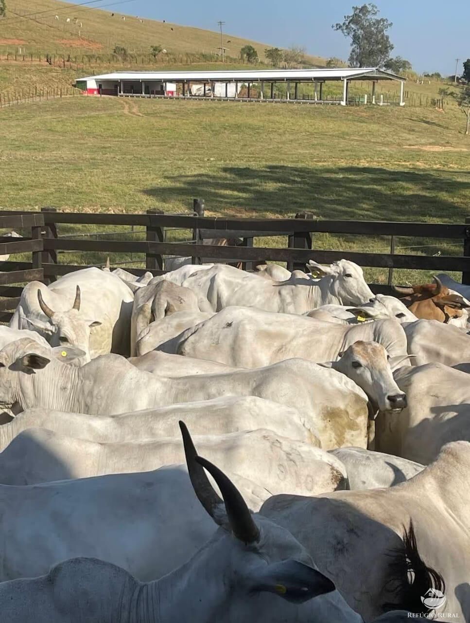 Fazenda à venda com 35 quartos, 26620000m² - Foto 9