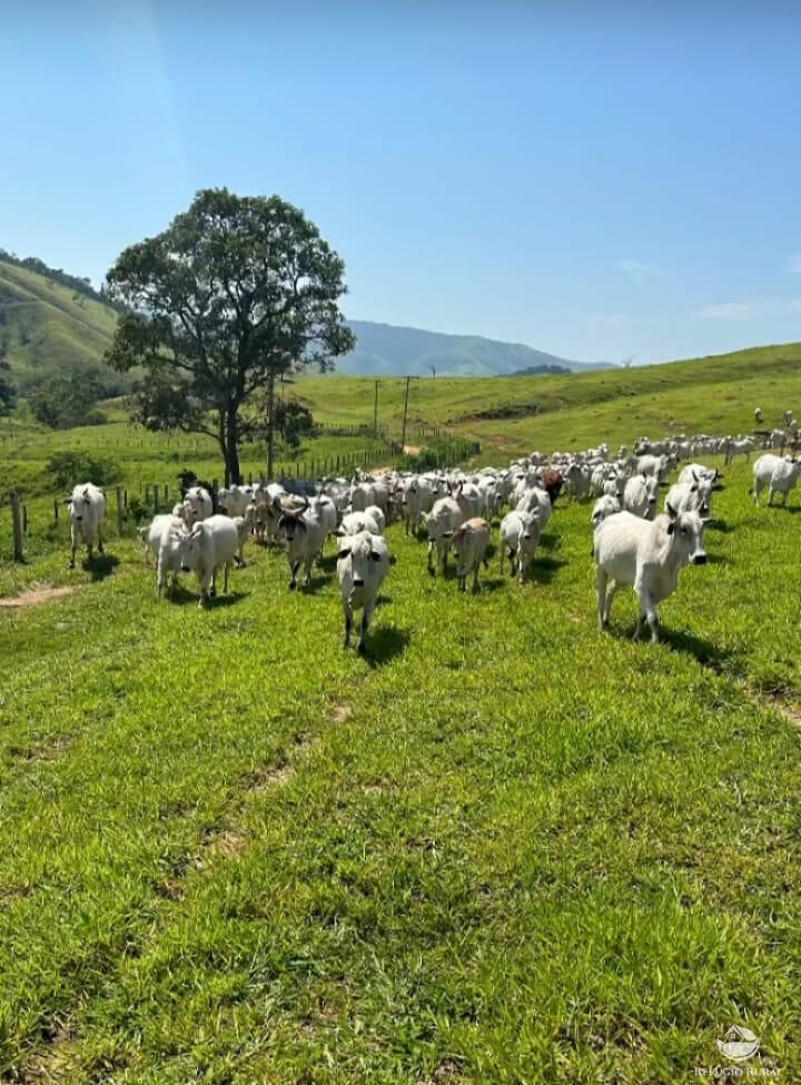 Fazenda à venda com 35 quartos, 26620000m² - Foto 5