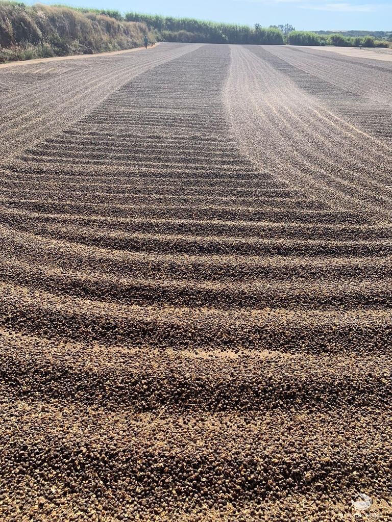Fazenda, 1000 hectares - Foto 10