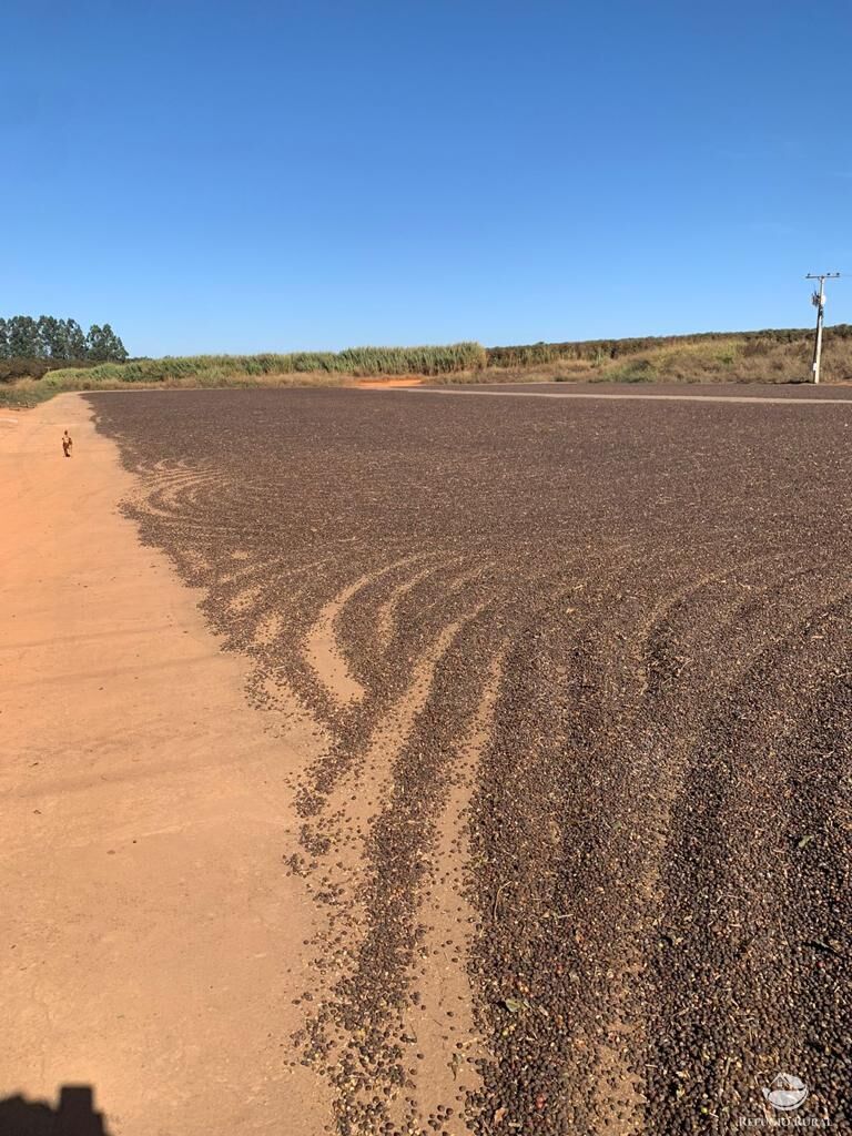 Fazenda, 1000 hectares - Foto 8
