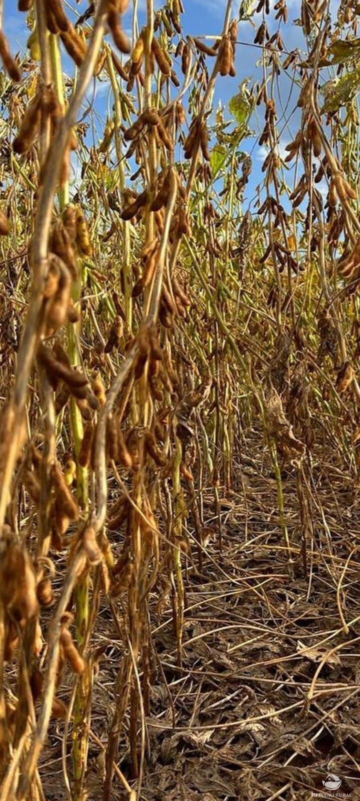 Fazenda à venda com 1 quarto, 48000000m² - Foto 7