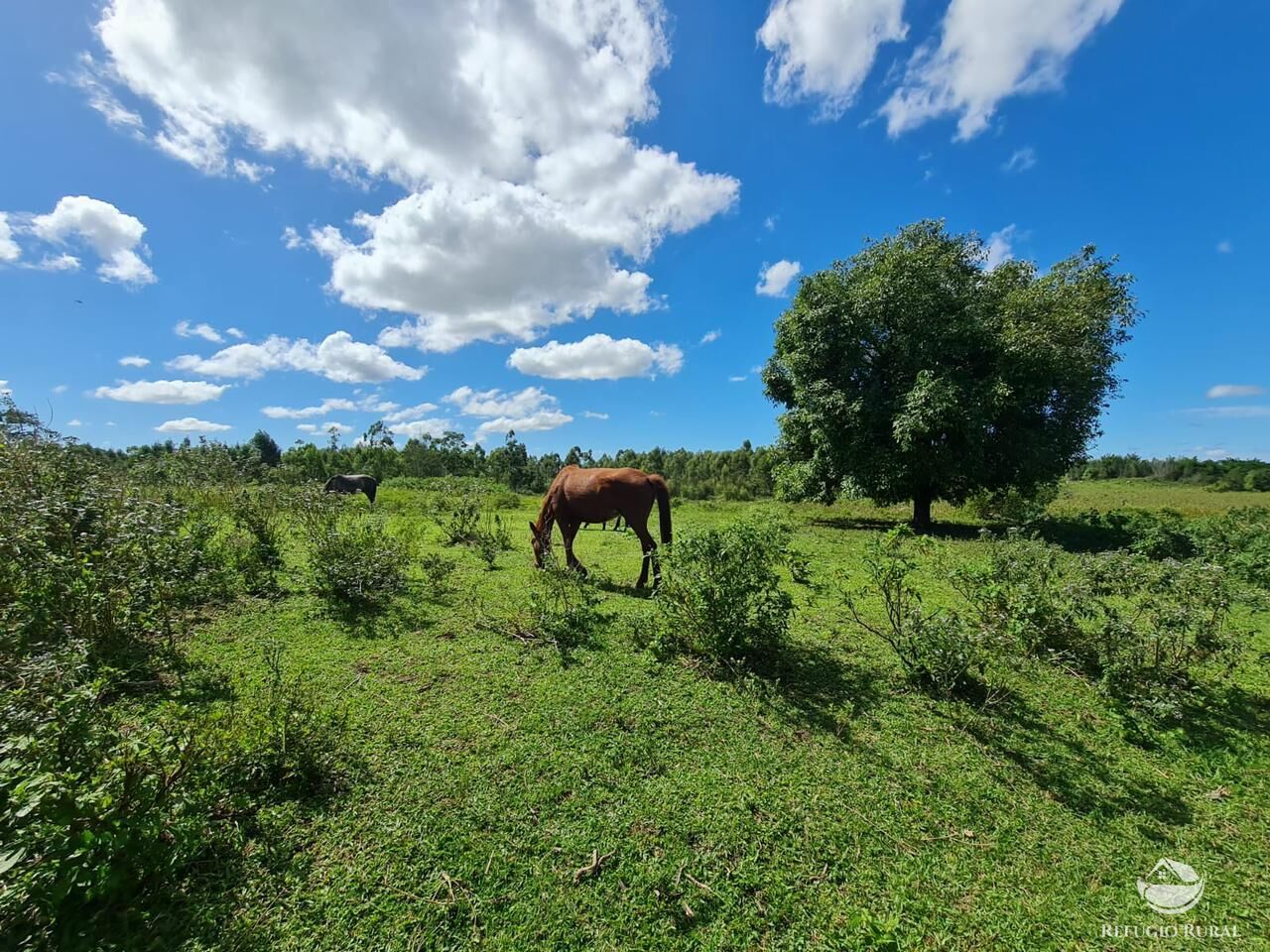 Fazenda, 141 hectares - Foto 36