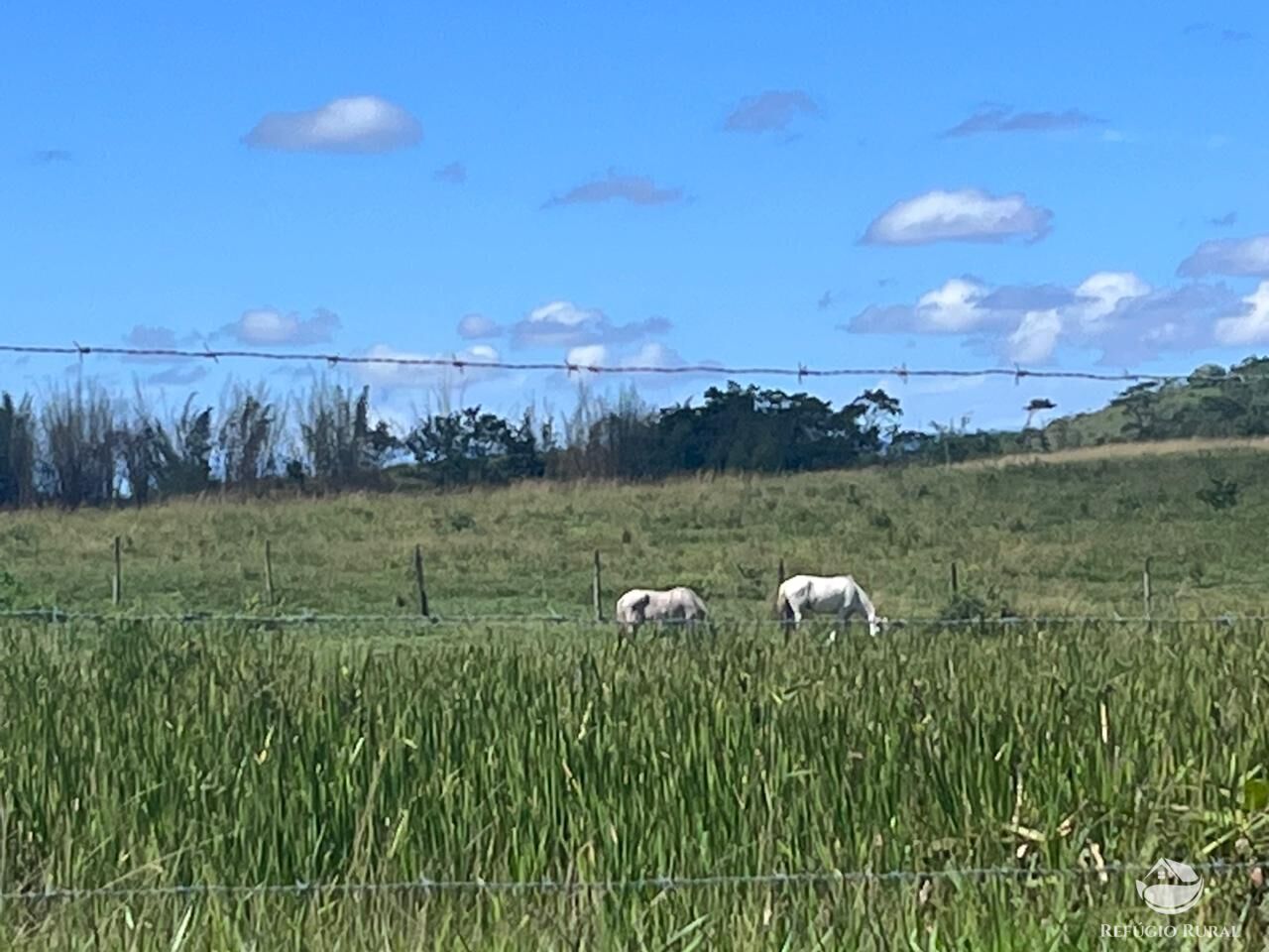 Fazenda, 141 hectares - Foto 18