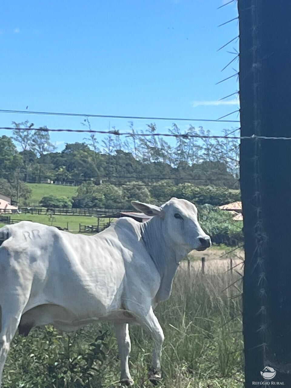 Fazenda, 141 hectares - Foto 17