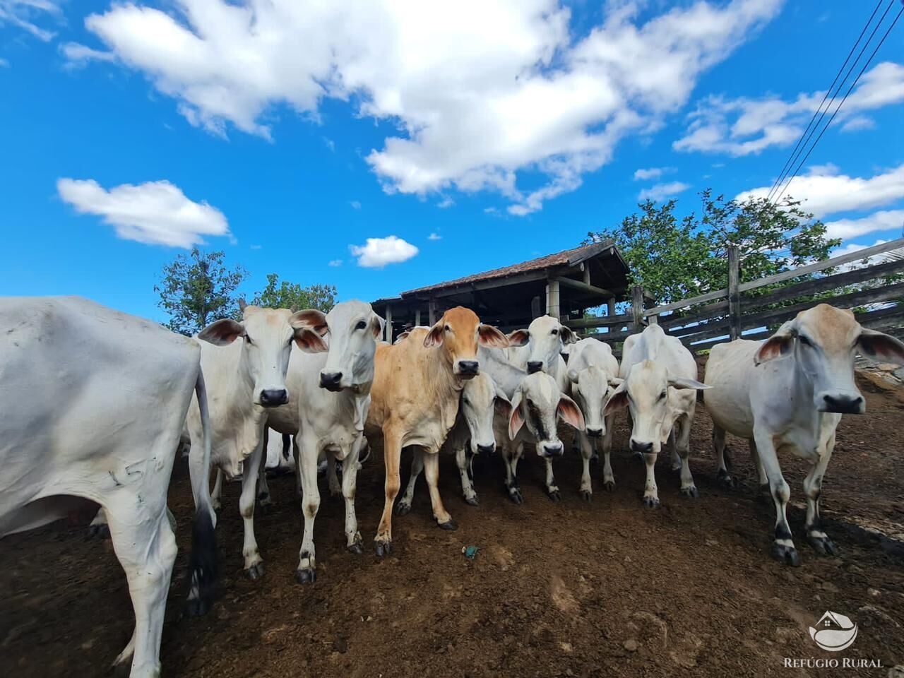 Fazenda, 141 hectares - Foto 29