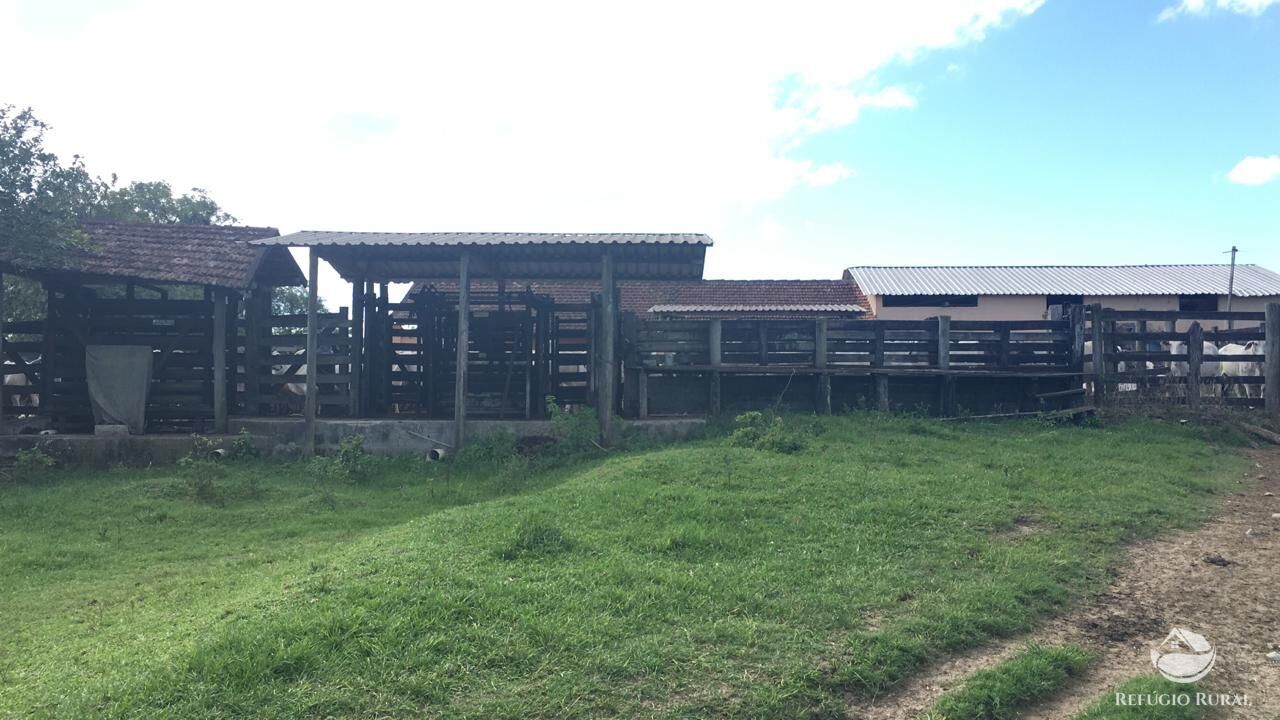 Fazenda, 141 hectares - Foto 9