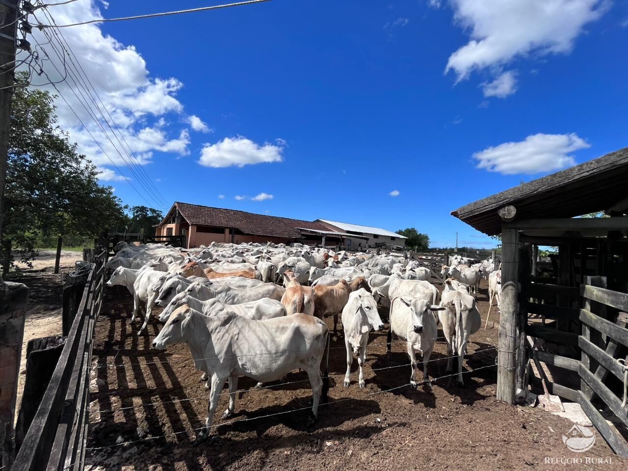 Fazenda, 141 hectares - Foto 24