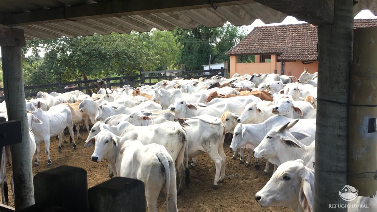 Fazenda, 141 hectares - Foto 7