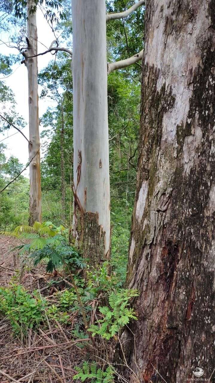 Fazenda, 169 hectares - Foto 4