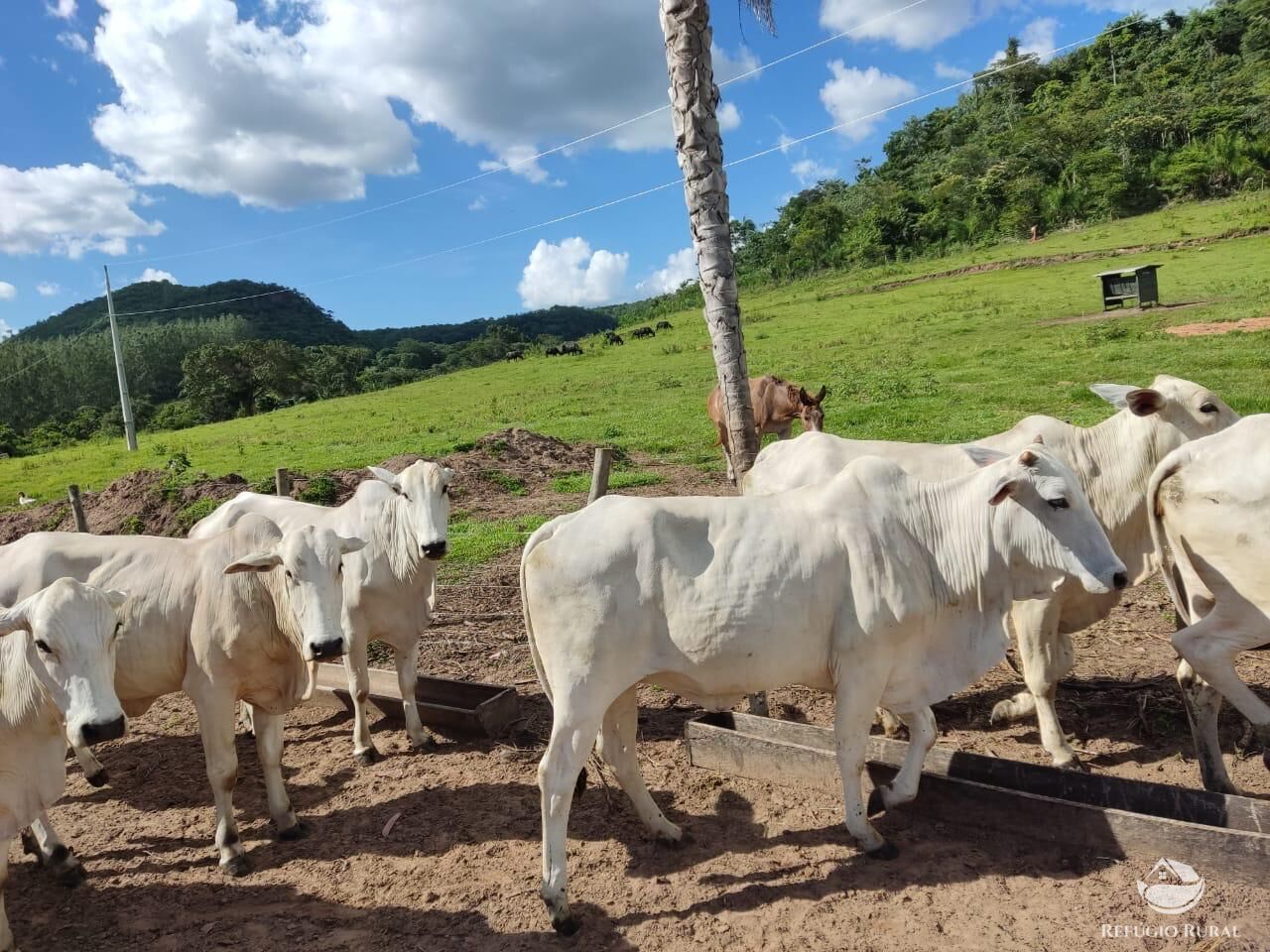 Fazenda, 303 hectares - Foto 3