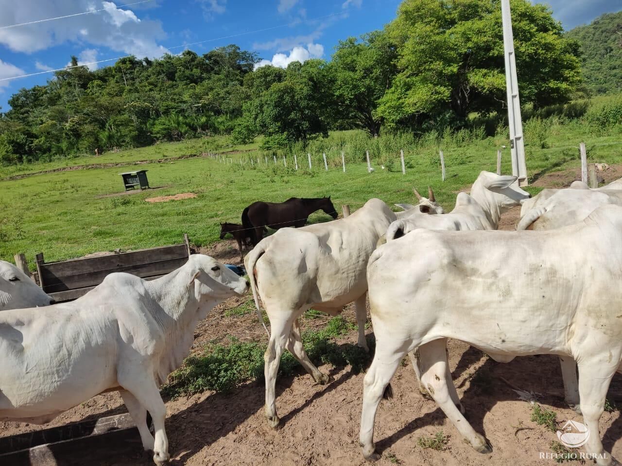 Fazenda, 303 hectares - Foto 4