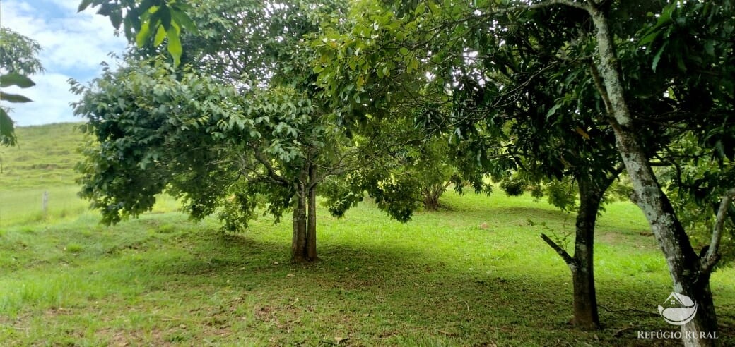 Fazenda à venda com 3 quartos, 19m² - Foto 37