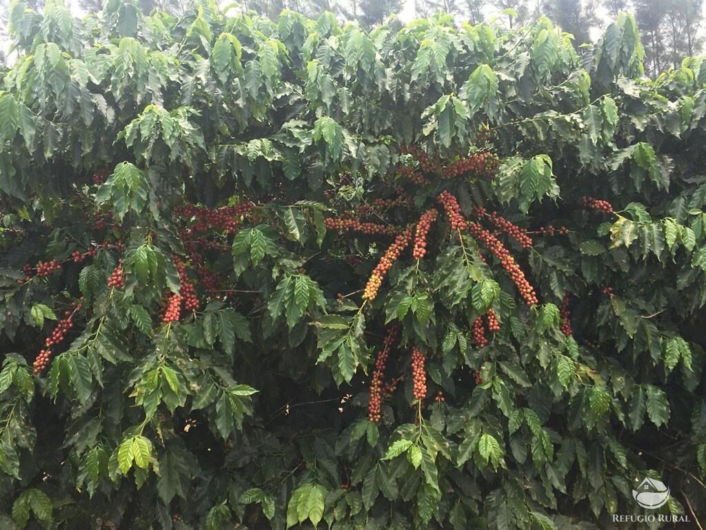 Fazenda à venda com 3 quartos, 1500000m² - Foto 8