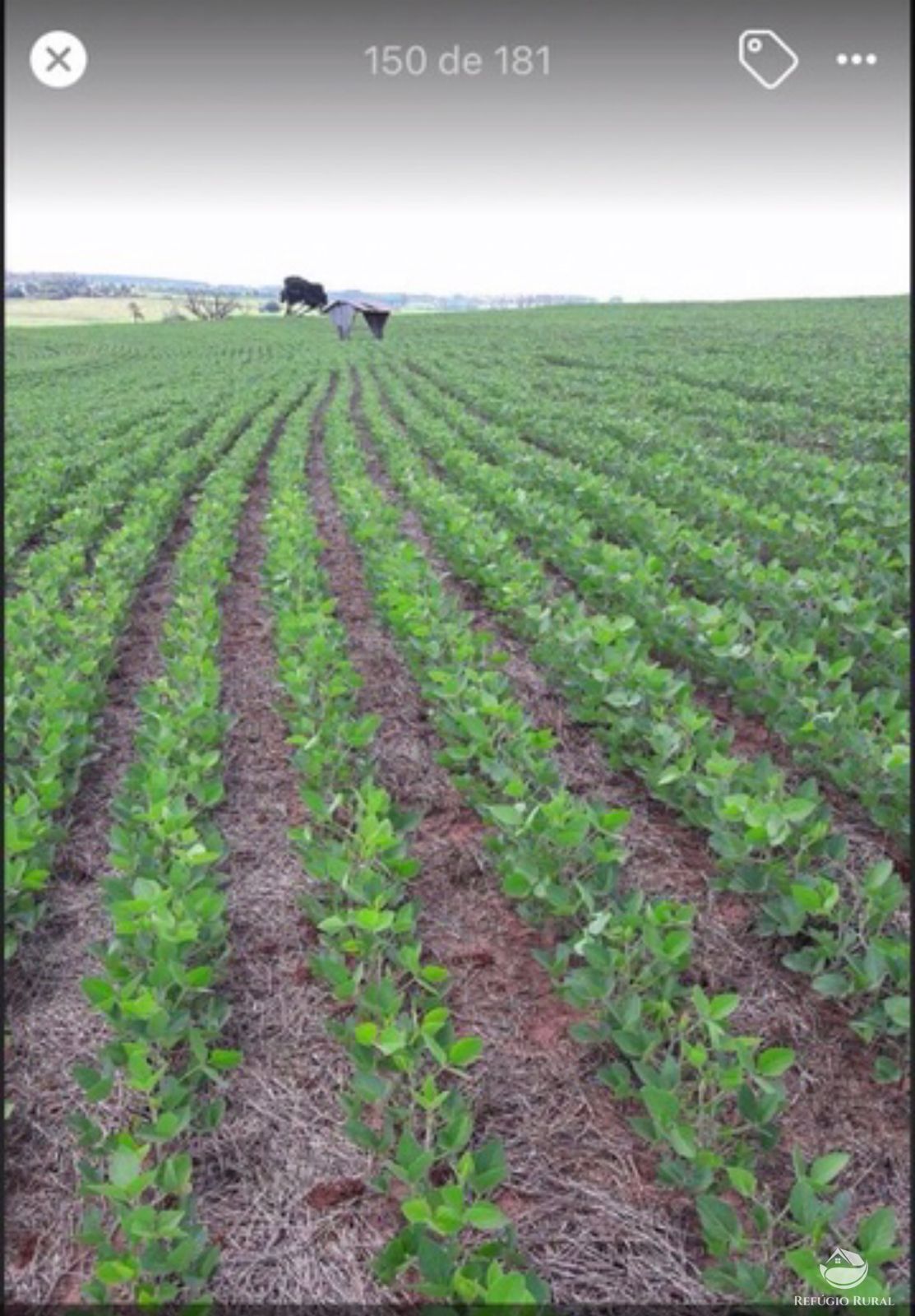 Fazenda à venda com 1 quarto, 605000m² - Foto 9