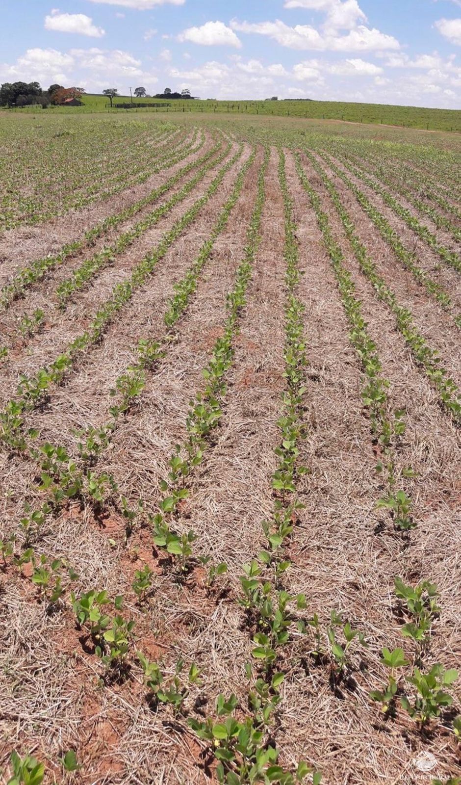 Fazenda à venda com 1 quarto, 605000m² - Foto 8