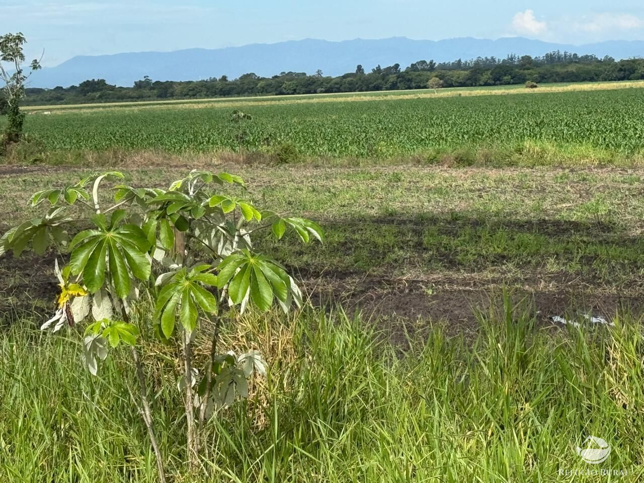 Fazenda à venda com 2 quartos, 2589400m² - Foto 4
