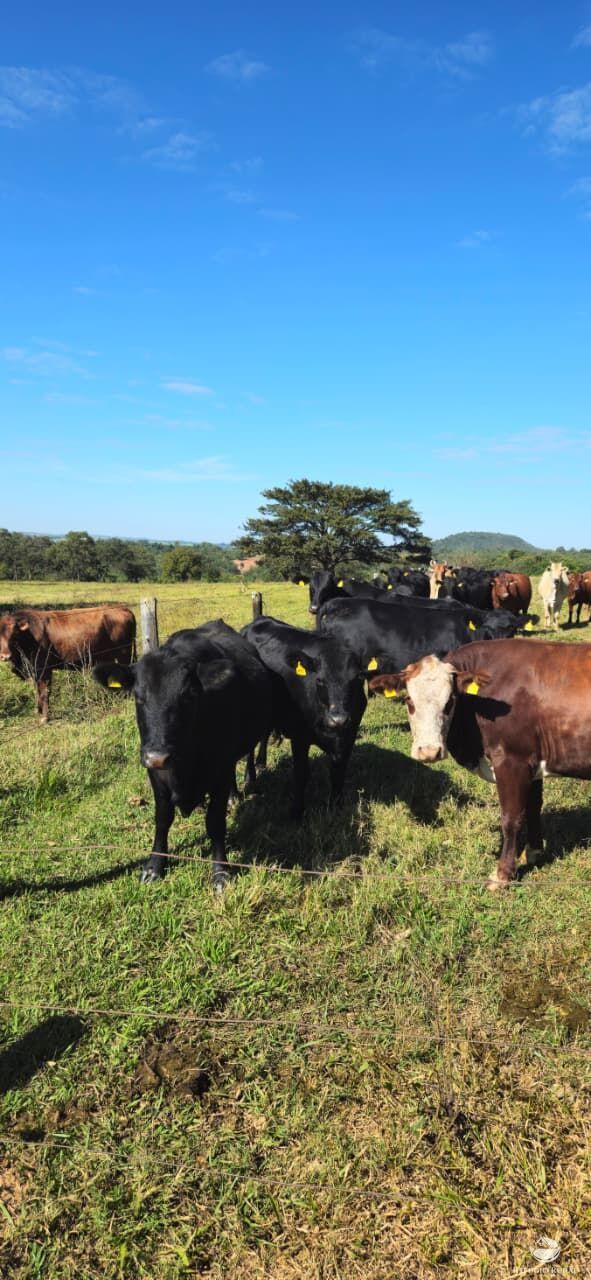 Fazenda, 510 hectares - Foto 9