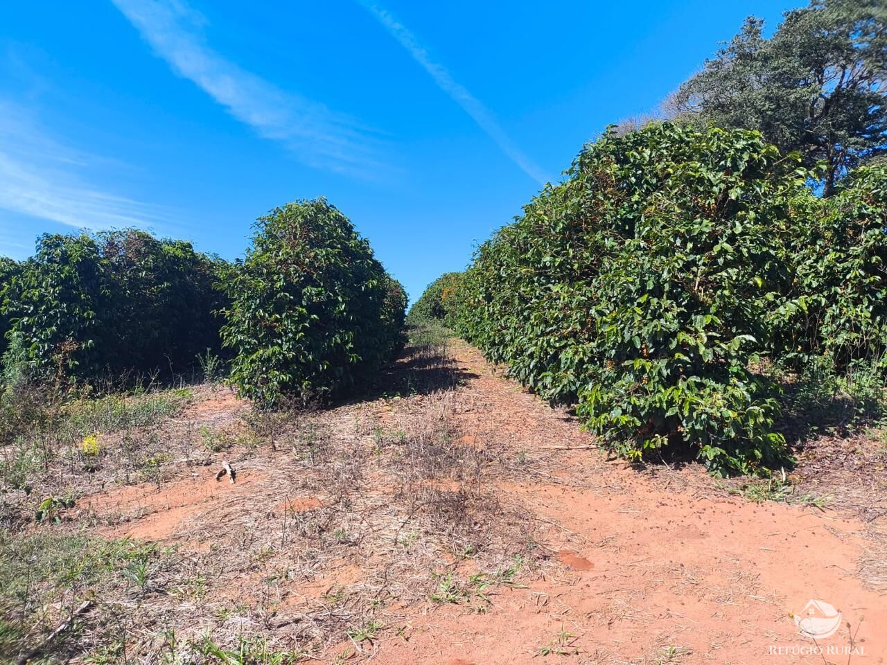 Fazenda, 169 hectares - Foto 22