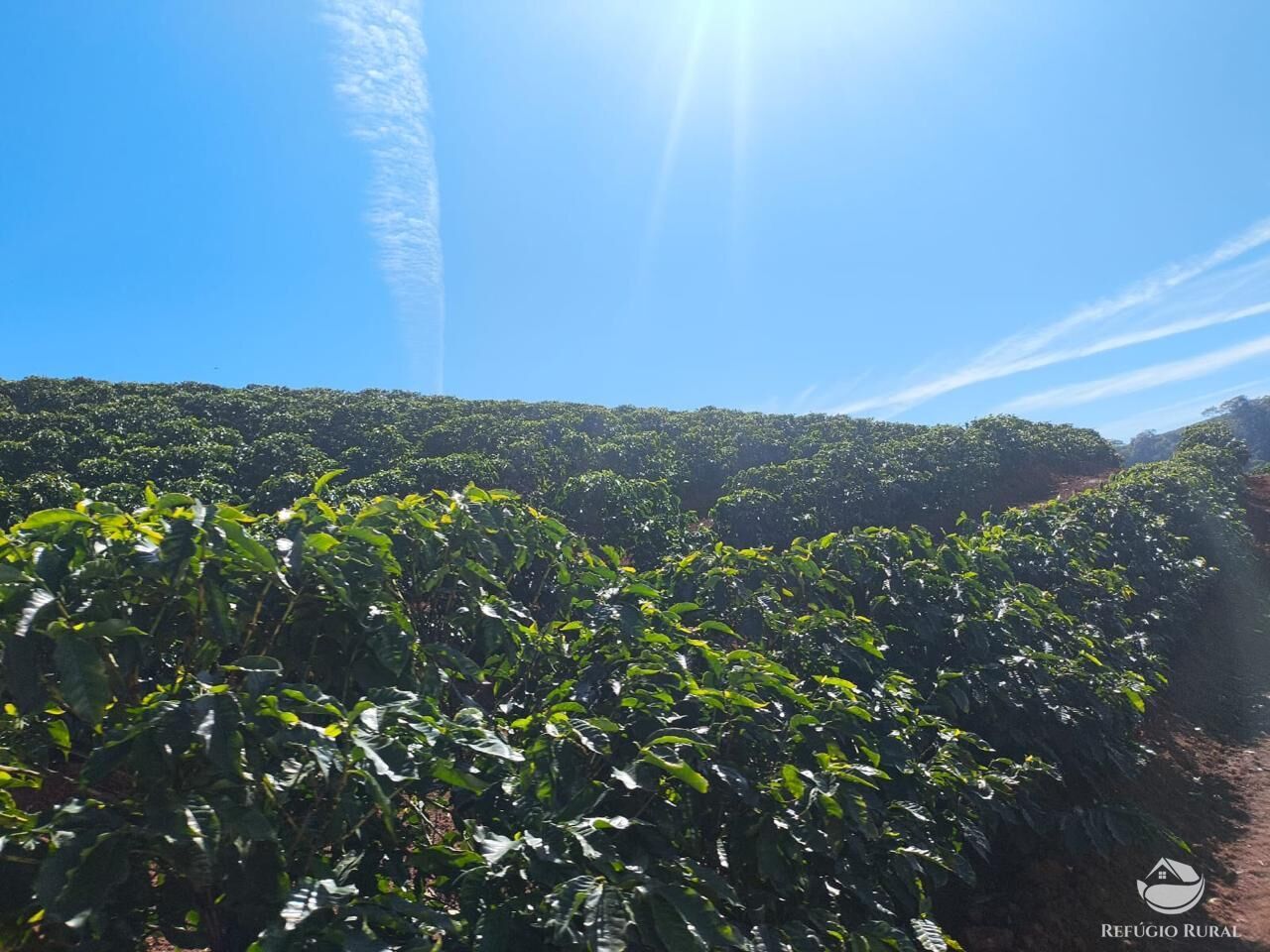 Fazenda, 169 hectares - Foto 17