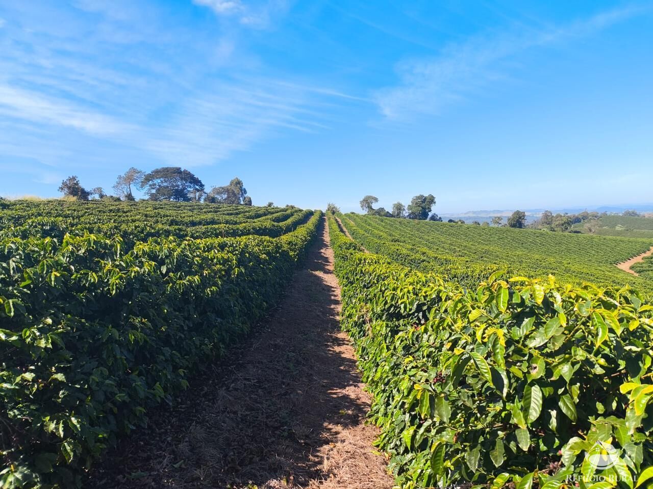 Fazenda, 169 hectares - Foto 4