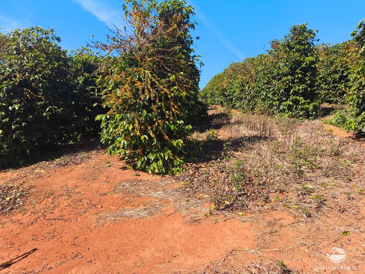 Fazenda, 169 hectares - Foto 23