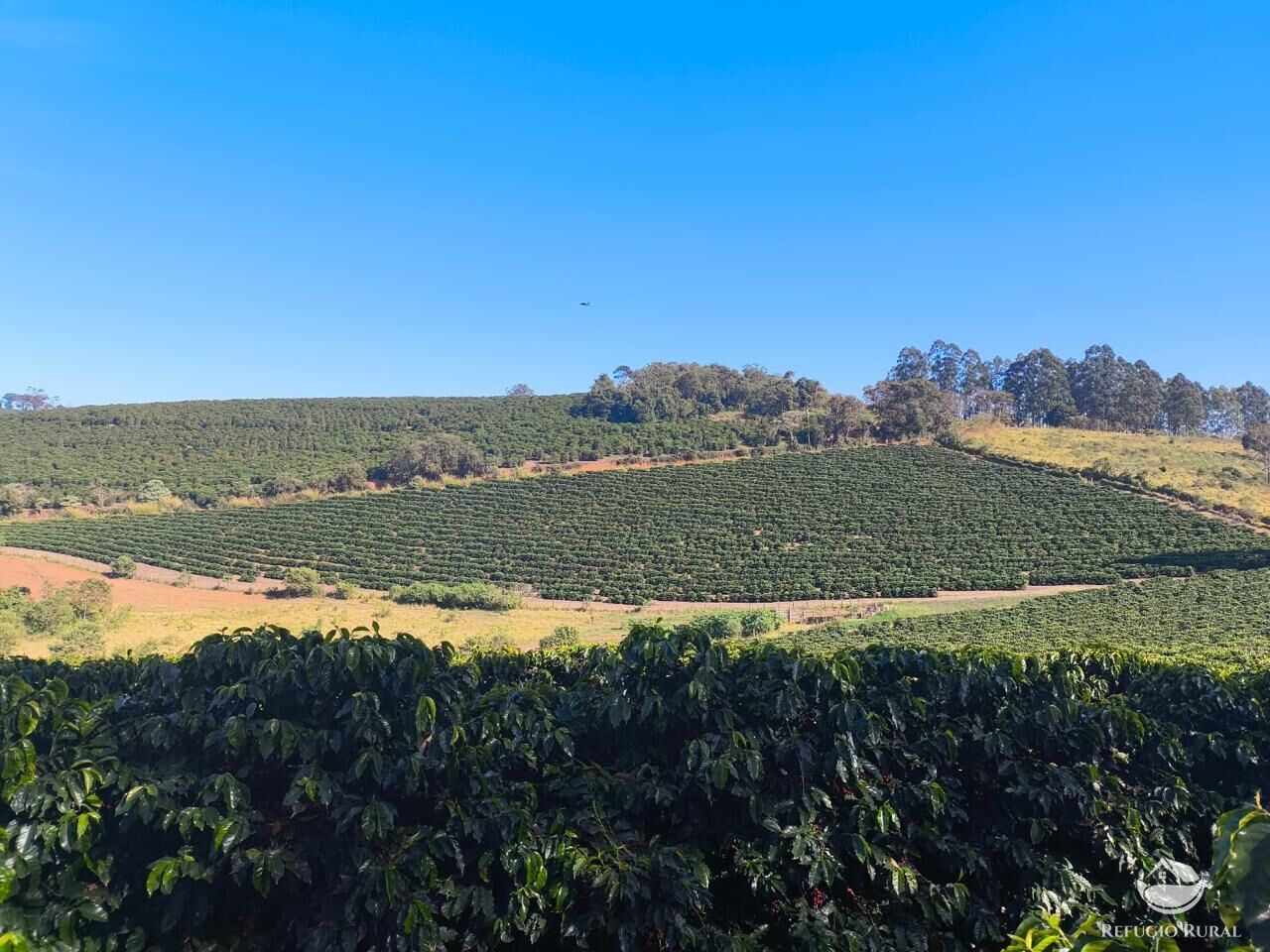 Fazenda, 169 hectares - Foto 6