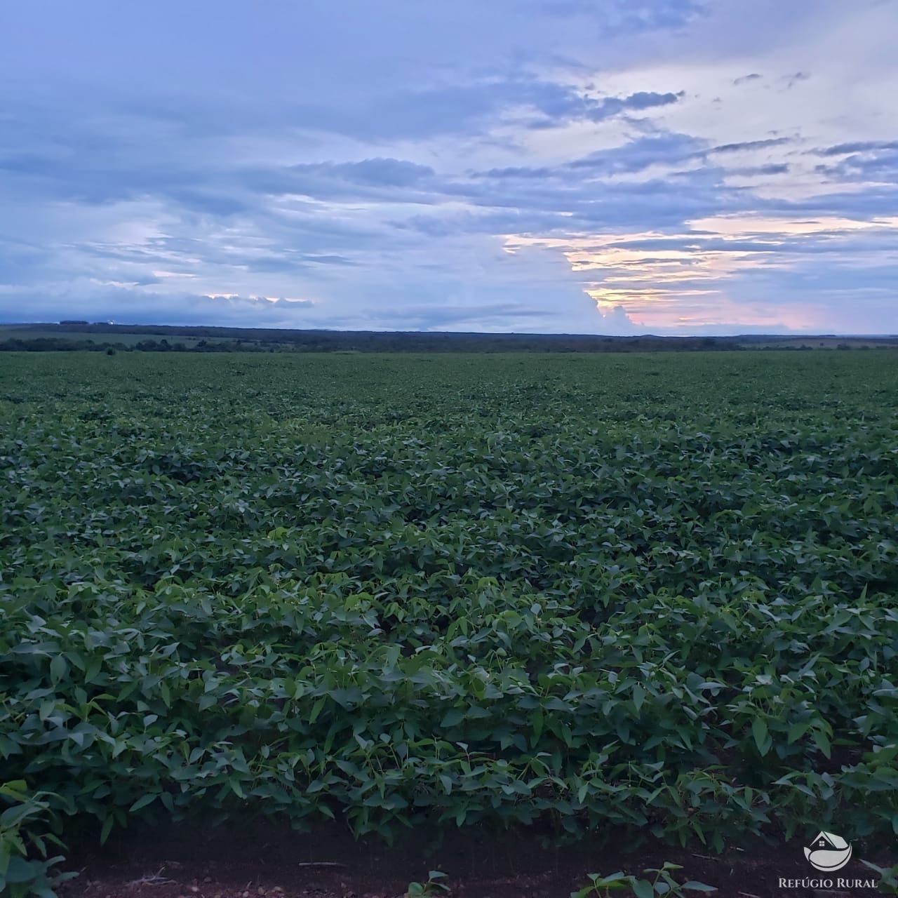 Fazenda à venda com 1 quarto, 37710000m² - Foto 1