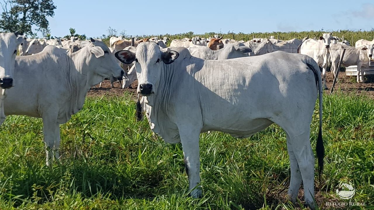 Fazenda à venda com 4 quartos, 31500000m² - Foto 2