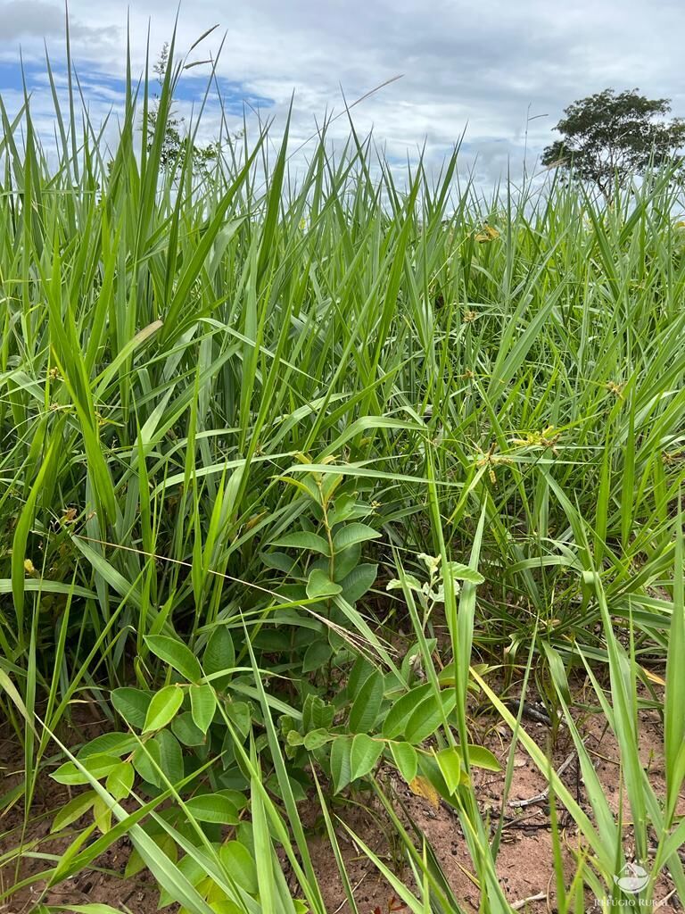 Fazenda à venda com 4 quartos, 31500000m² - Foto 6