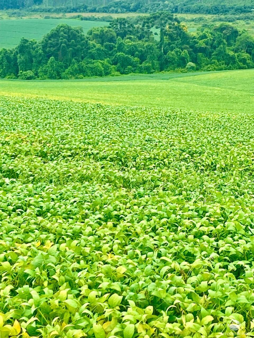 Fazenda à venda com 3 quartos, 5808000m² - Foto 20