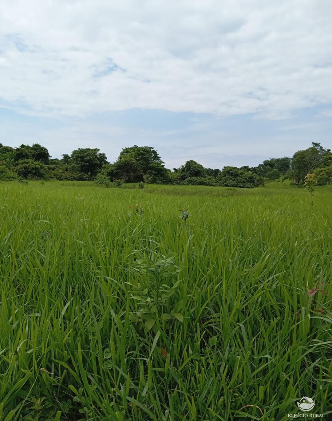 Fazenda, 271 hectares - Foto 4