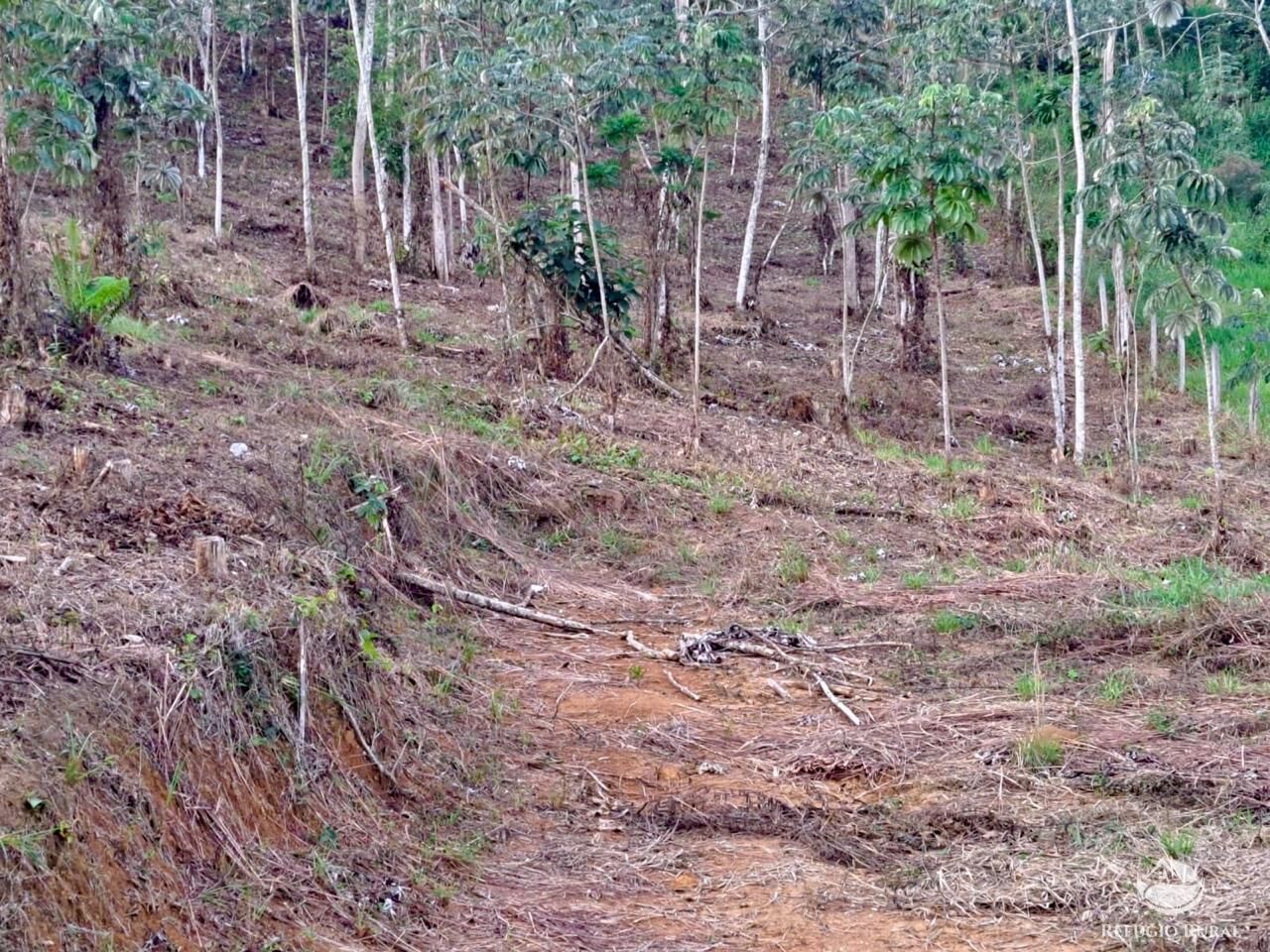 Terreno, 2 hectares - Foto 7