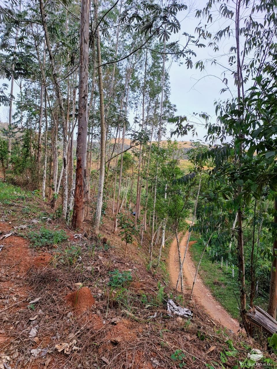 Terreno, 2 hectares - Foto 11