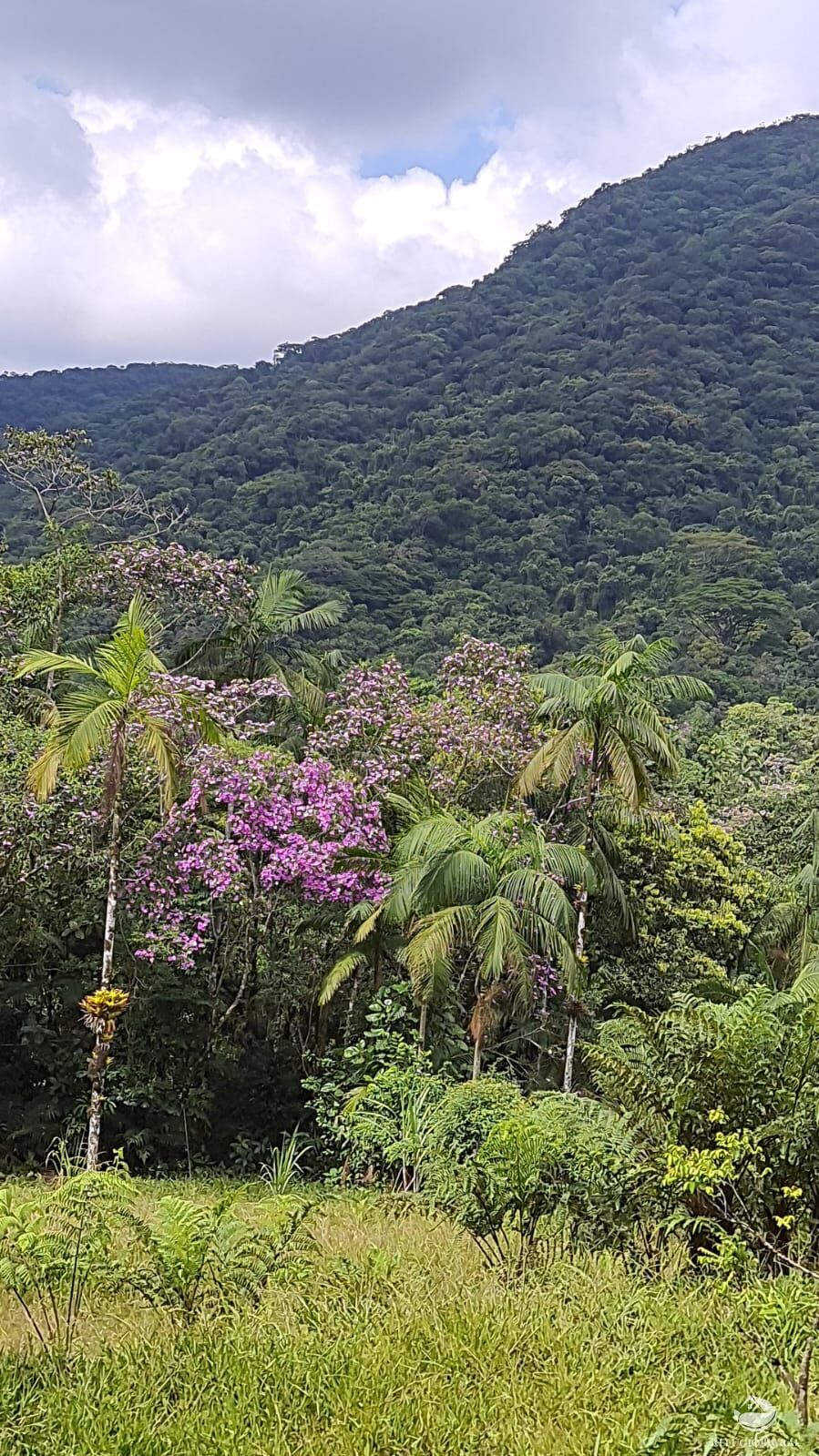 Fazenda à venda com 2 quartos, 240000m² - Foto 17