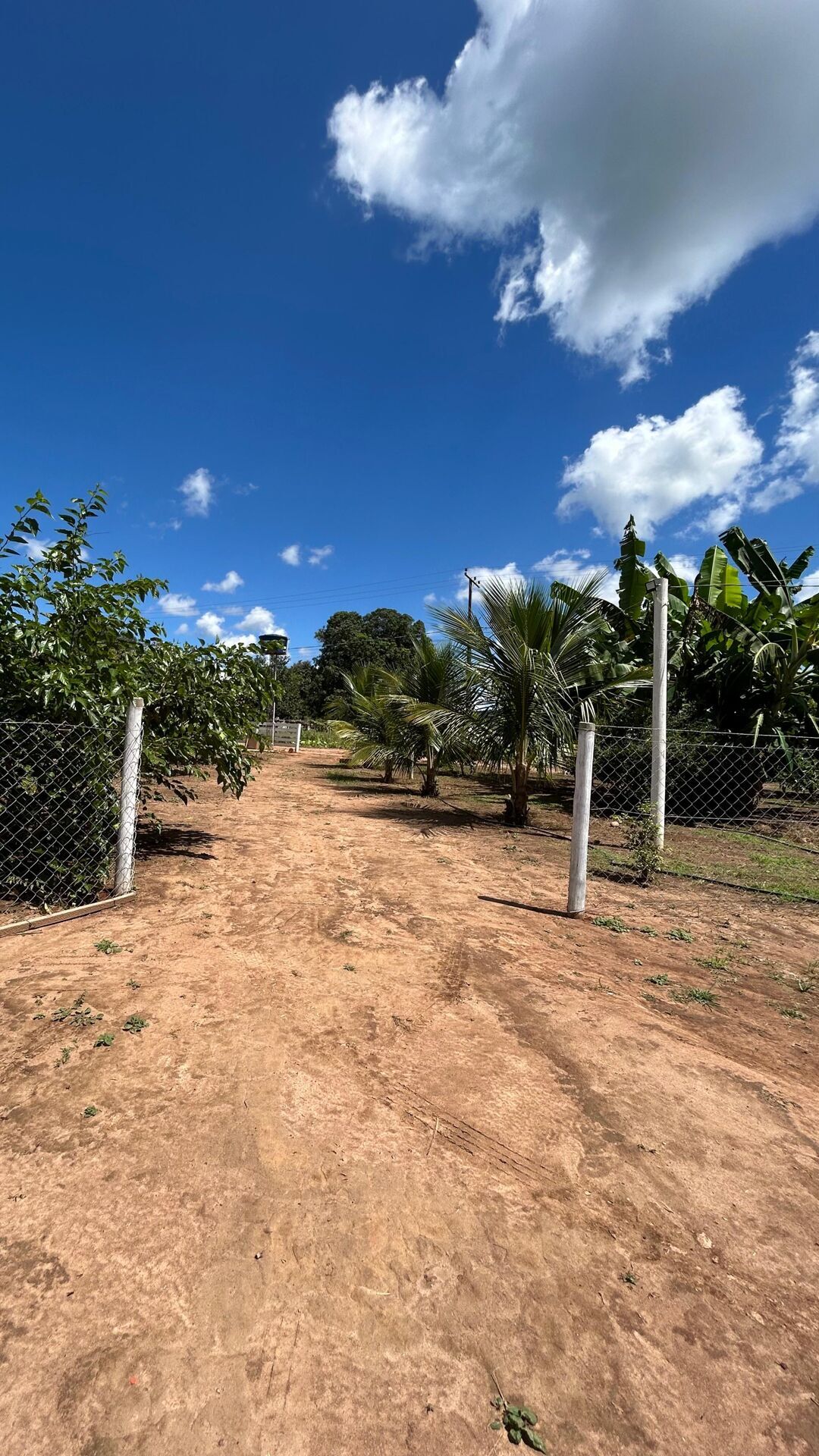 Sítio, 2 quartos, 4550 m² - Foto 2