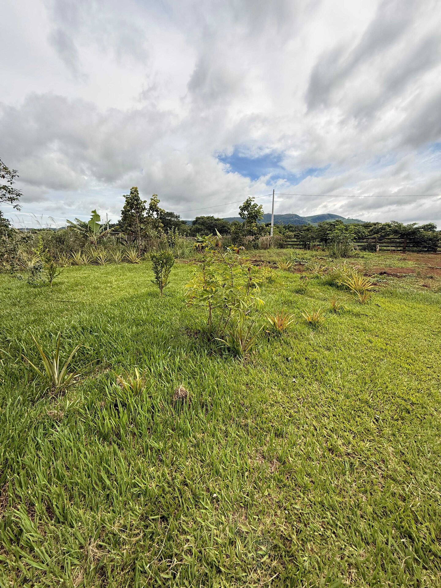 Sítio, 1300 m² - Foto 6