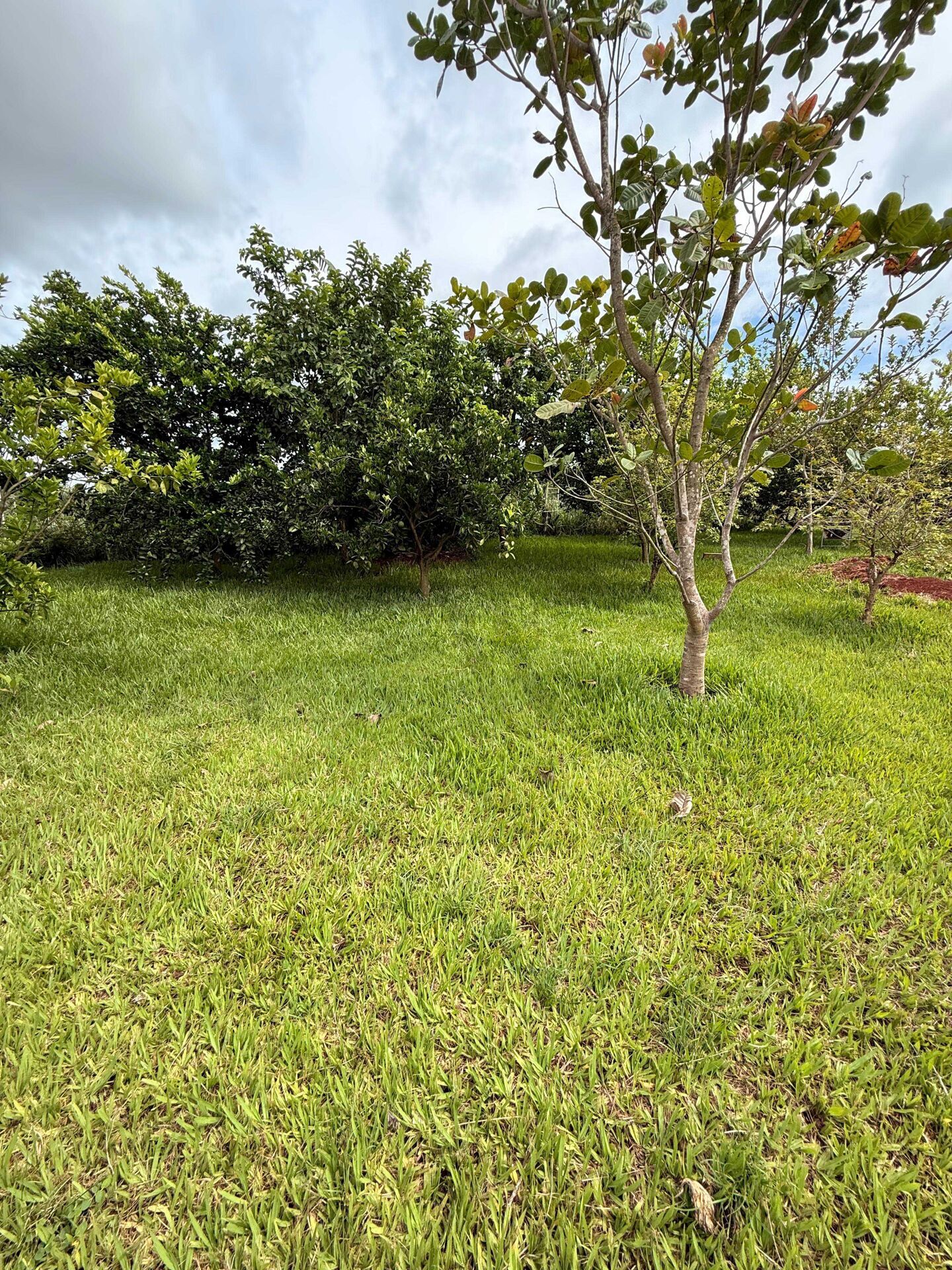 Sítio, 1300 m² - Foto 7