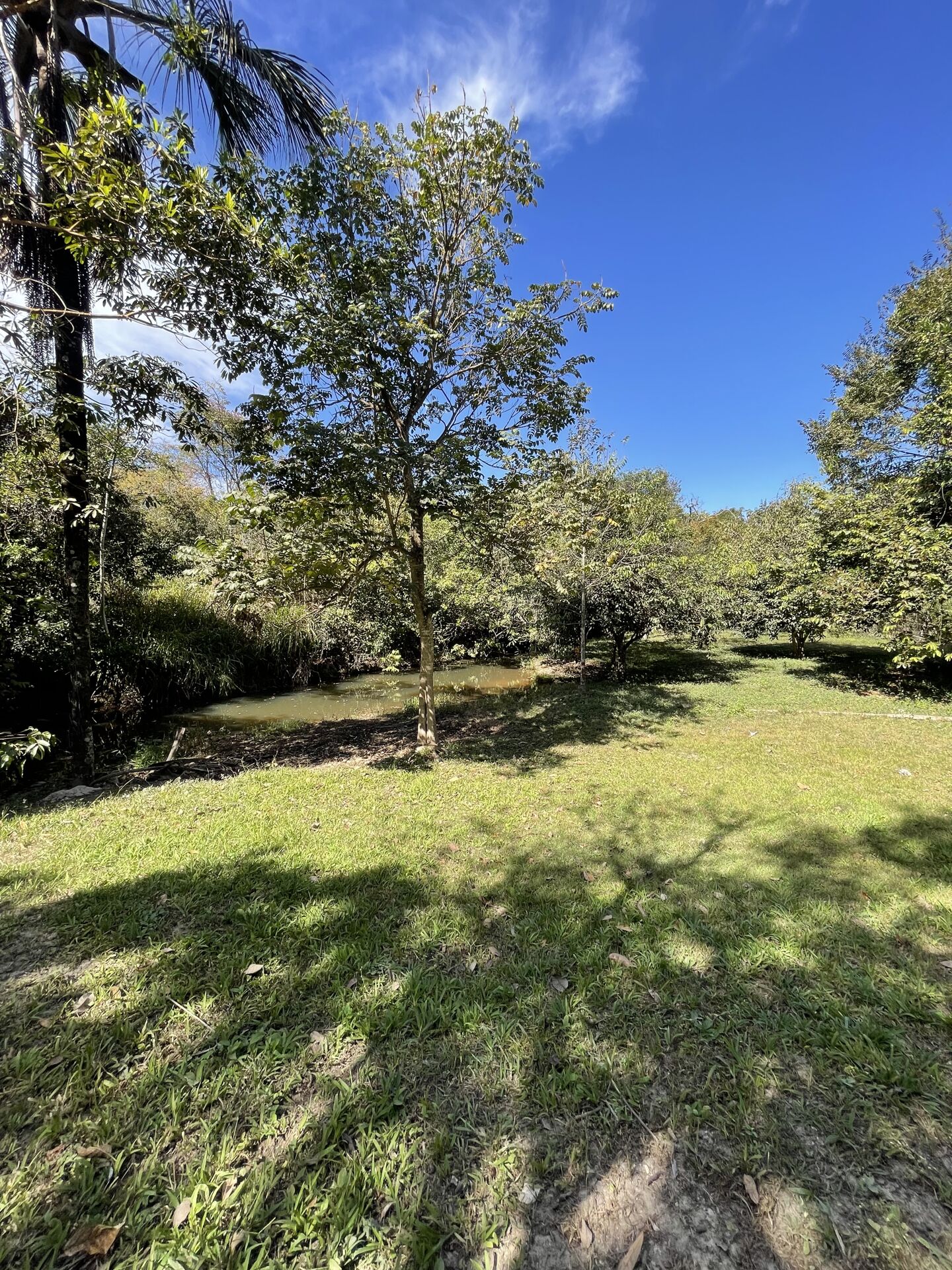 Chácara à venda com 3 quartos, 14000m² - Foto 9