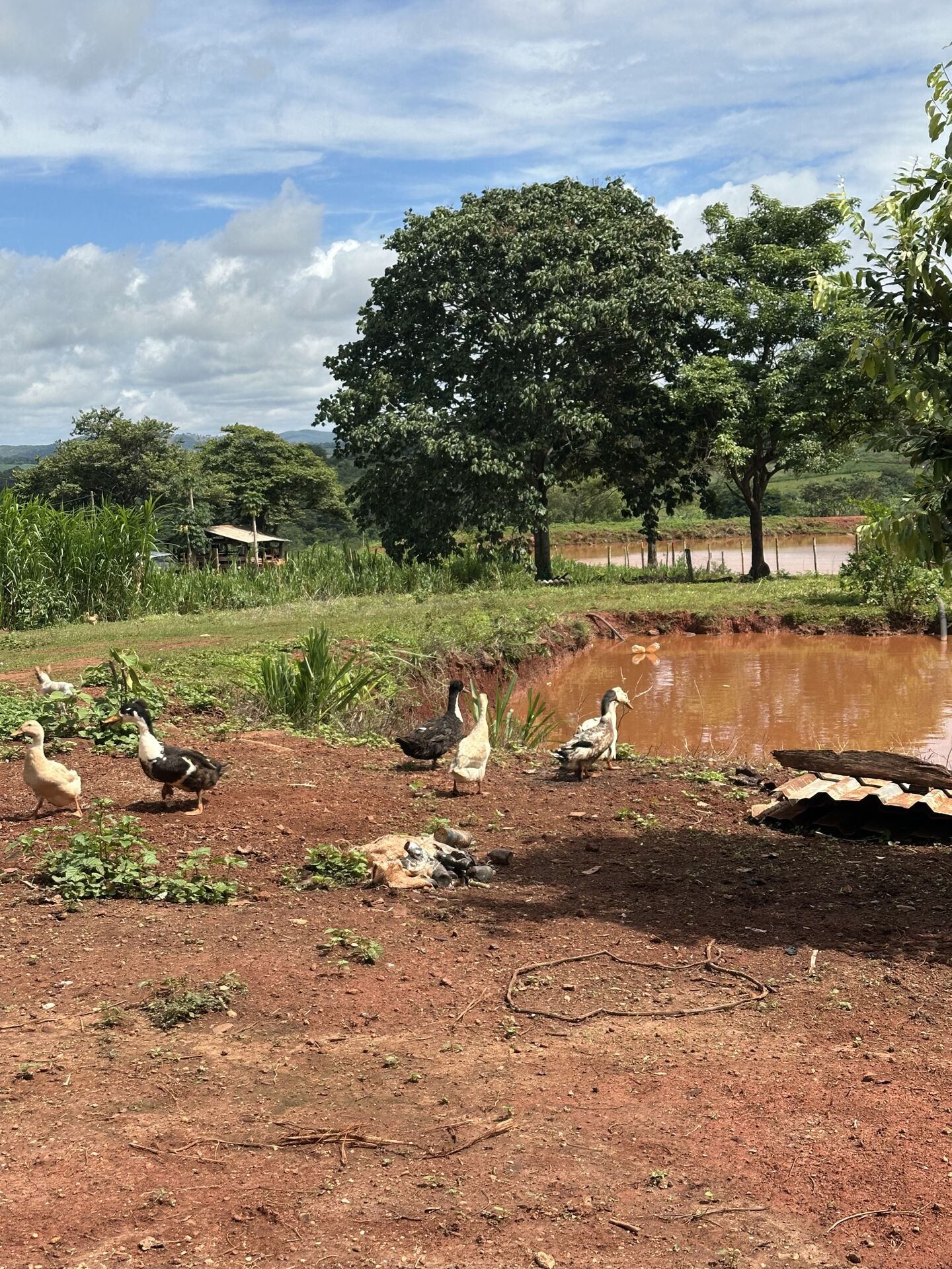 Chácara, 4 quartos, 10 hectares - Foto 13