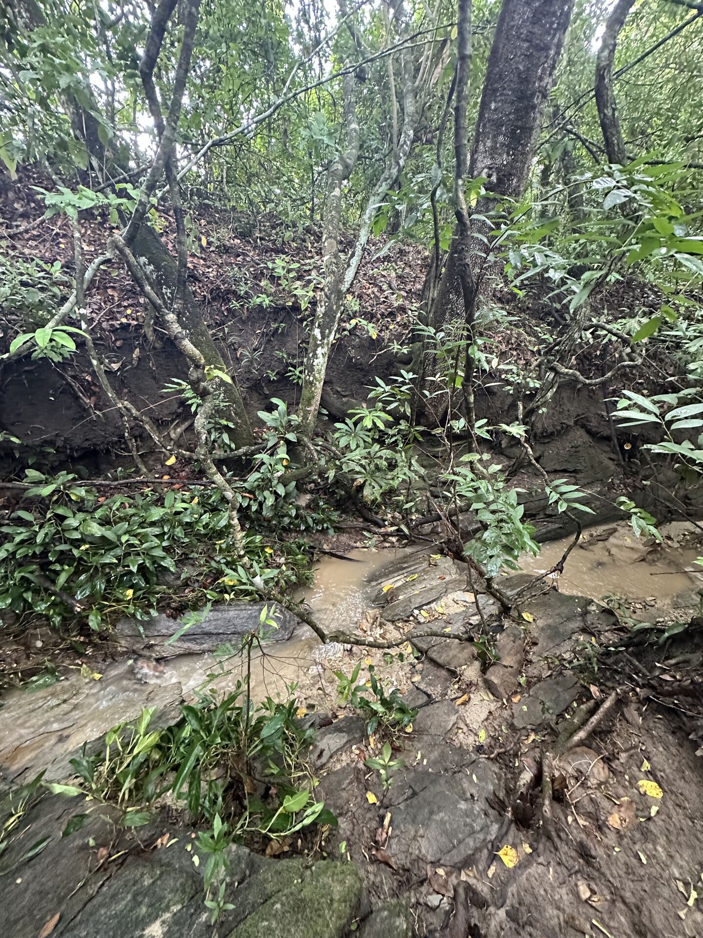 Chácara, 3 quartos, 100 hectares - Foto 7