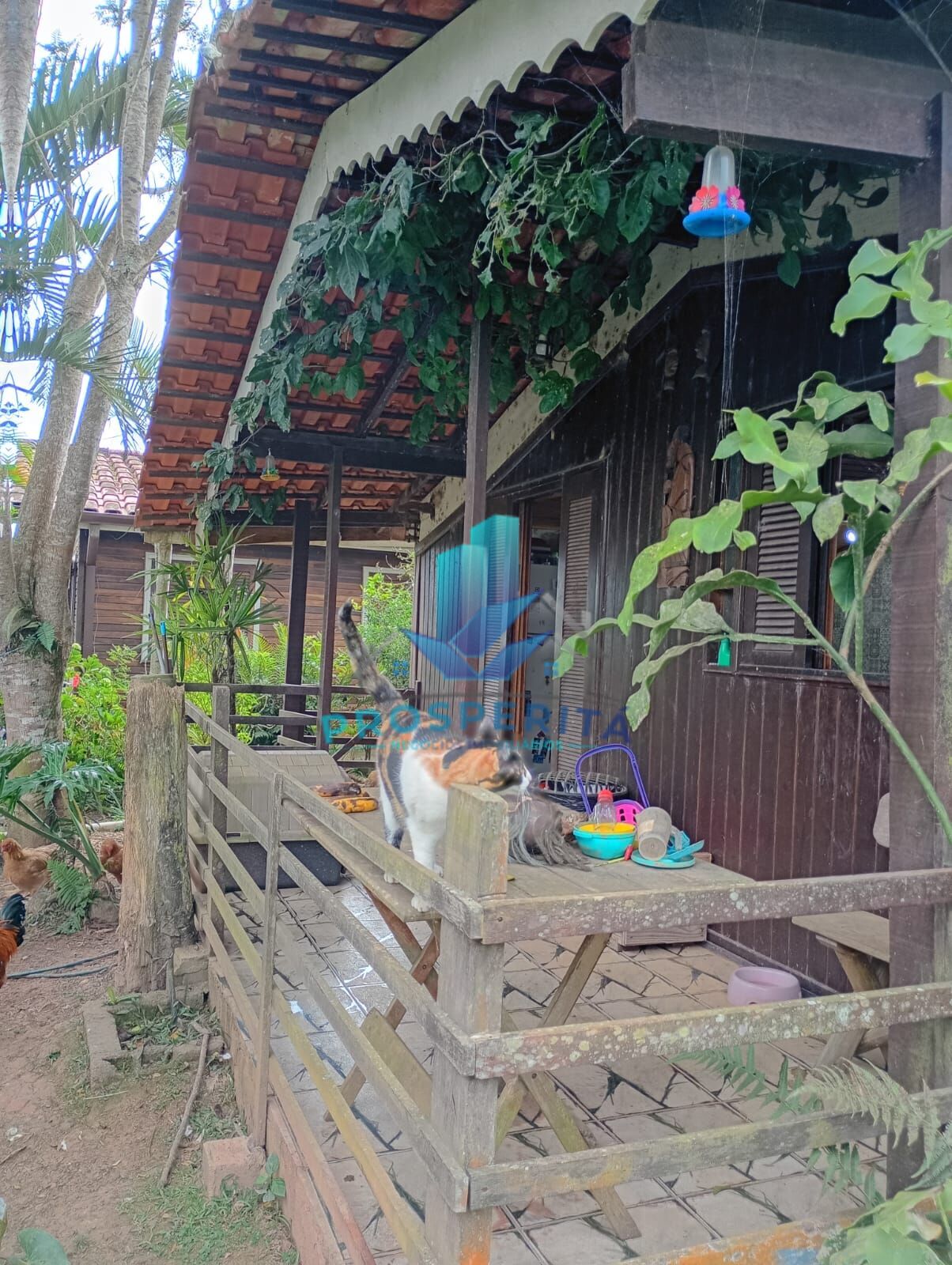 Sítio, 4 quartos, 3300 m² - Foto 3