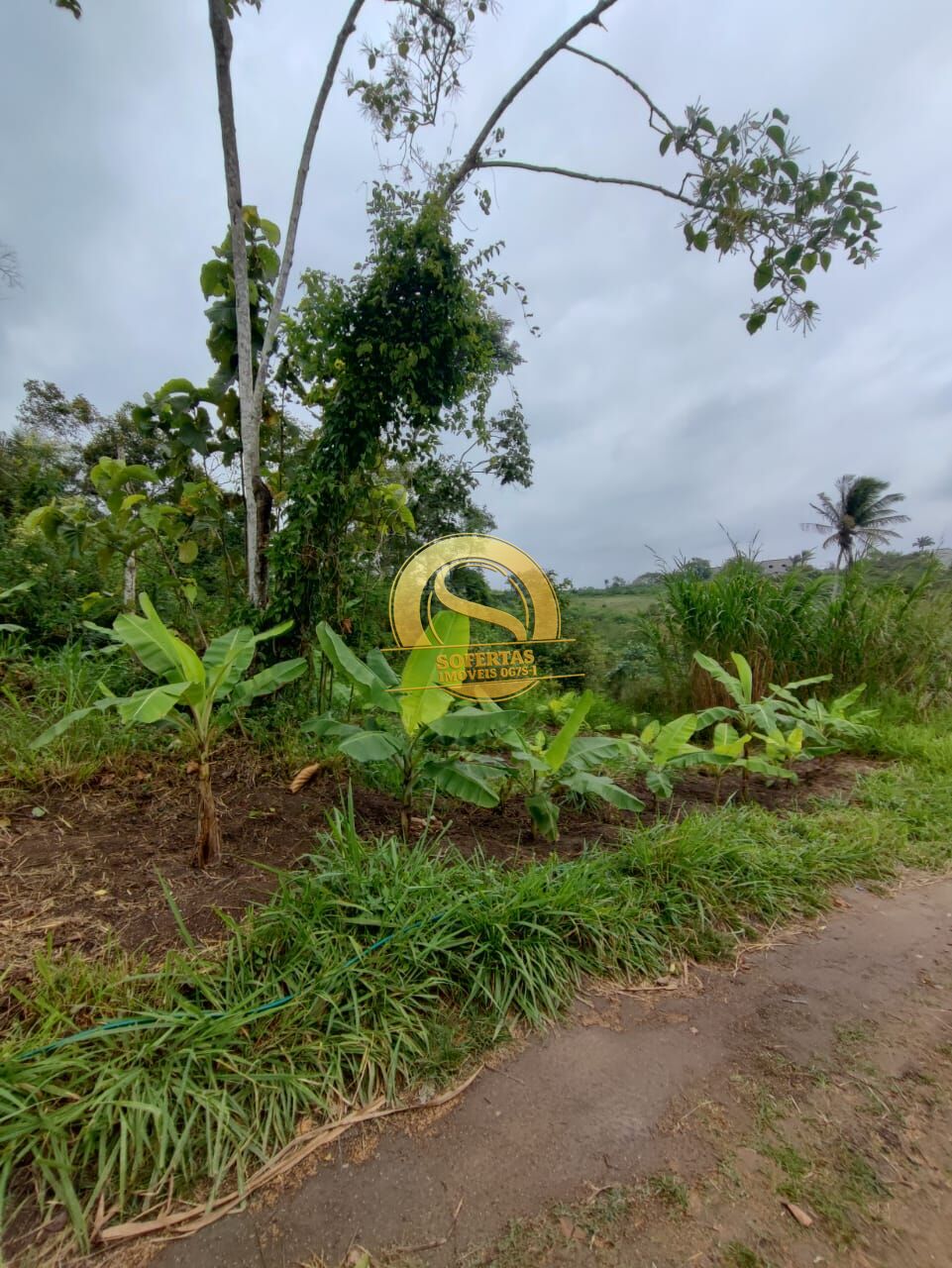 Sítio, 3 quartos, 10000 m² - Foto 15