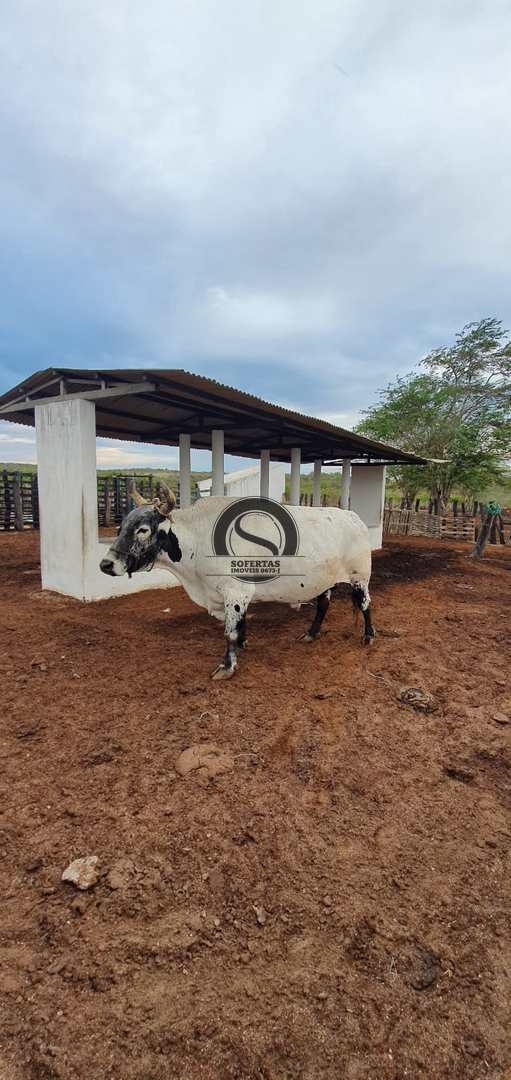 Fazenda à venda com 3 quartos, 8m² - Foto 38