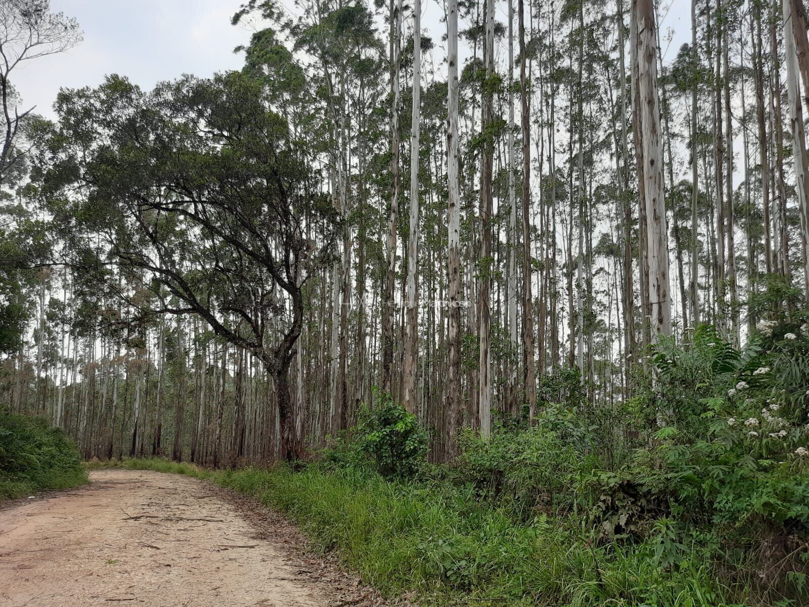 Fazenda à venda com 1 quarto, 127997m² - Foto 7