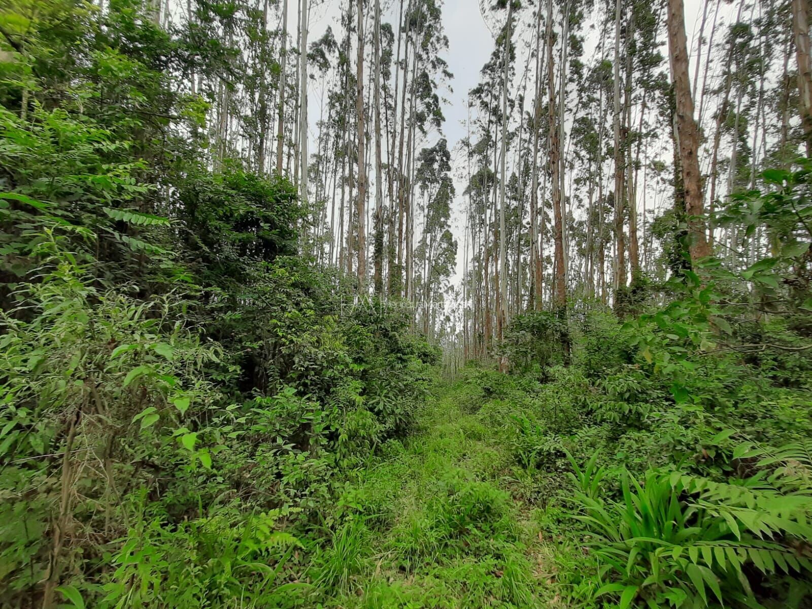 Fazenda à venda com 1 quarto, 127997m² - Foto 13