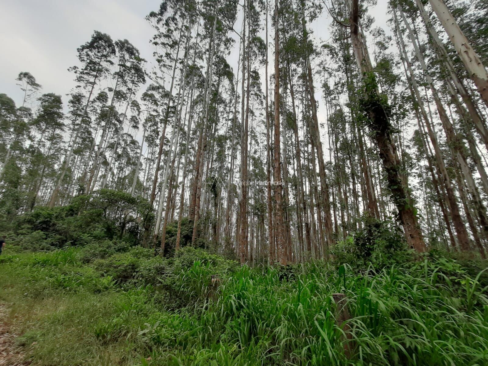 Fazenda à venda com 1 quarto, 127997m² - Foto 14